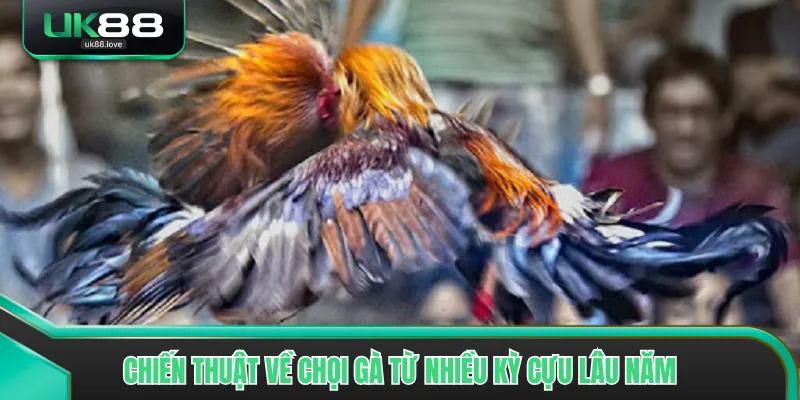 Chiến thuật về chọi gà từ nhiều kỳ cựu lâu năm